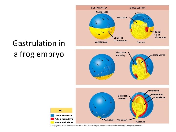 CROSS SECTION SURFACE VIEW Animal pole Blastocoel Gastrulation in a frog embryo Vegetal pole