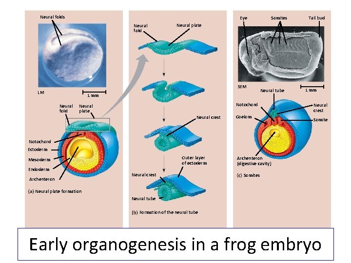 Neural folds Eye Neural fold 1 mm Neural fold Tail bud Neural plate SEM