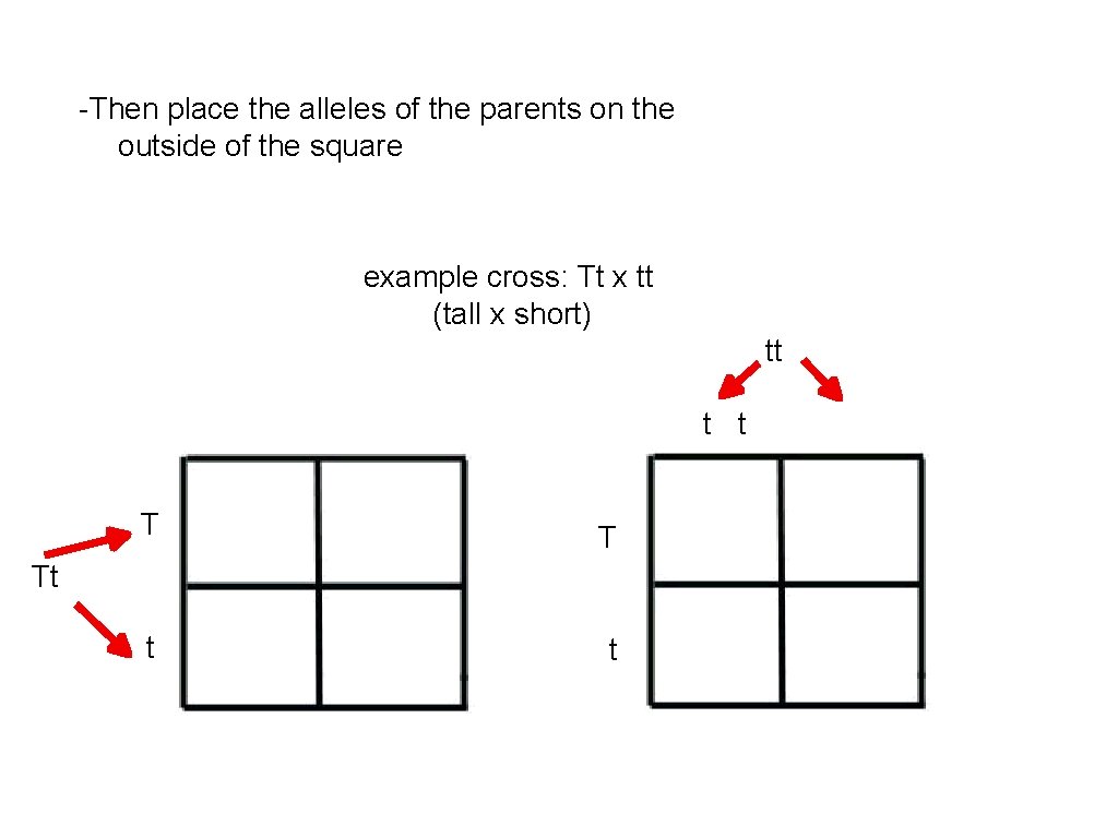 -Then place the alleles of the parents on the outside of the square example