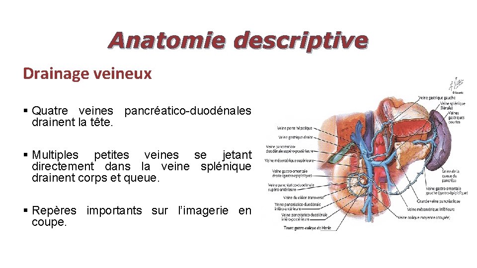 Anatomie descriptive Drainage veineux § Quatre veines pancréatico-duodénales drainent la tête. § Multiples petites