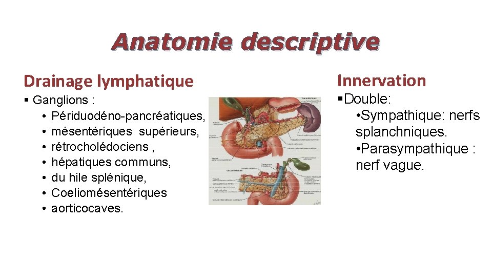 Anatomie descriptive Drainage lymphatique § Ganglions : • Périduodéno-pancréatiques, • mésentériques supérieurs, • rétrocholédociens