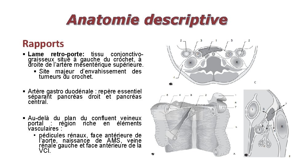 Anatomie descriptive Rapports § Lame retro-porte: tissu conjonctivograisseux situé à gauche du crochet, à