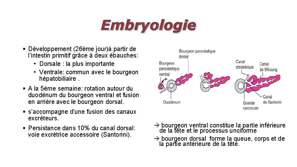 Embryologie § Développement (26ème jour)à partir de l’intestin primitif grâce à deux ébauches: •