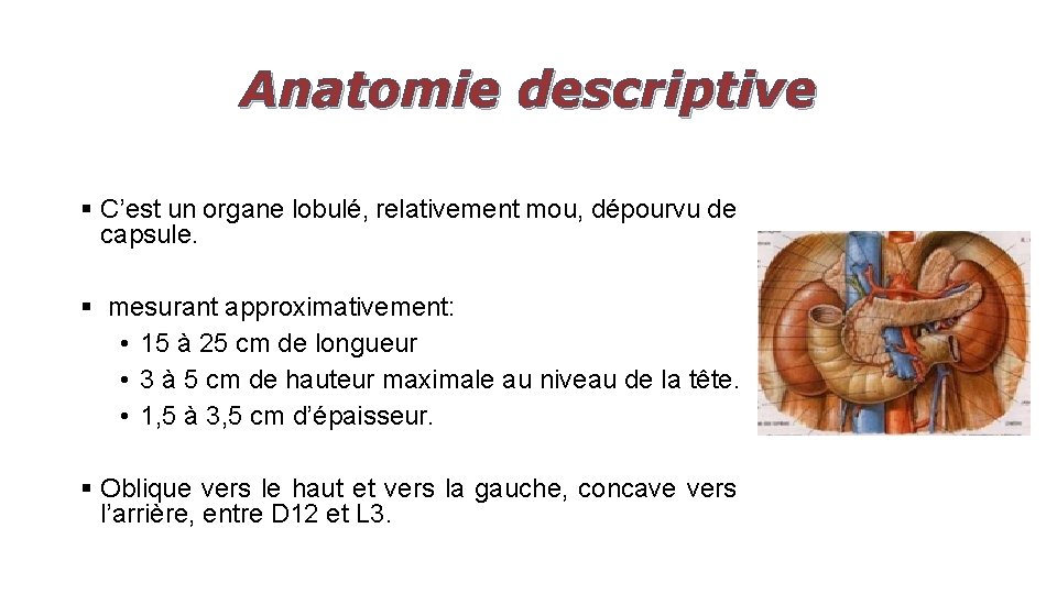 Anatomie descriptive § C’est un organe lobulé, relativement mou, dépourvu de capsule. § mesurant