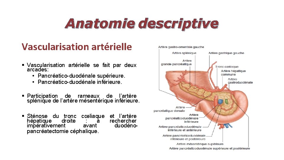 Anatomie descriptive Vascularisation artérielle § Vascularisation artérielle se fait par deux arcades: • Pancréatico-duodénale