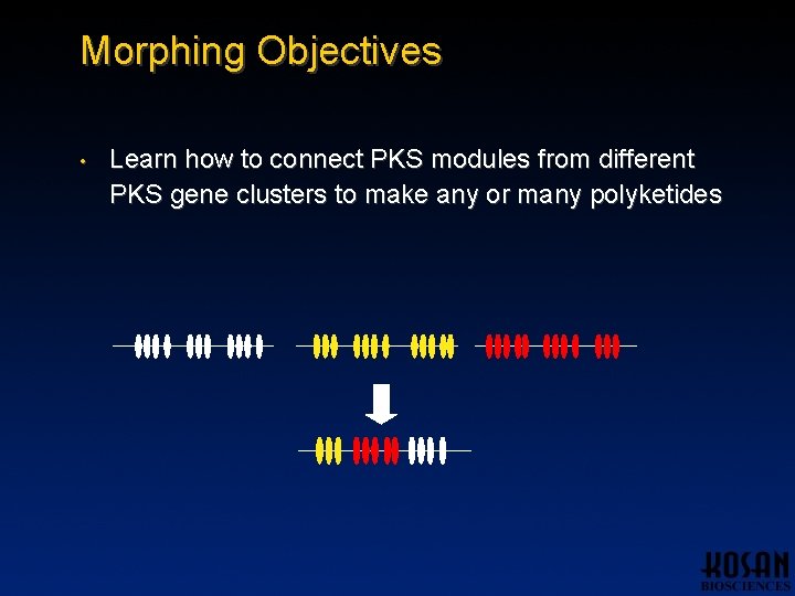 Morphing Objectives • Learn how to connect PKS modules from different PKS gene clusters Morphing Objectives • Learn how to connect PKS modules from different PKS gene clusters