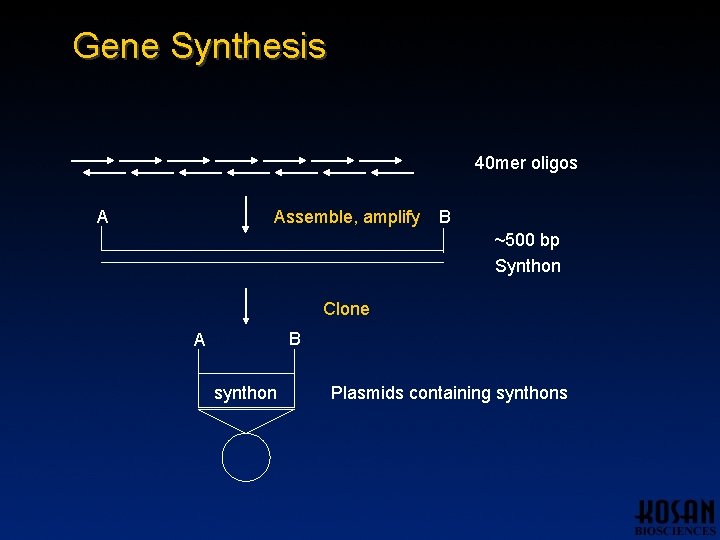 Gene Synthesis 40 mer oligos A Assemble, amplify B ~500 bp Synthon Clone B Gene Synthesis 40 mer oligos A Assemble, amplify B ~500 bp Synthon Clone B