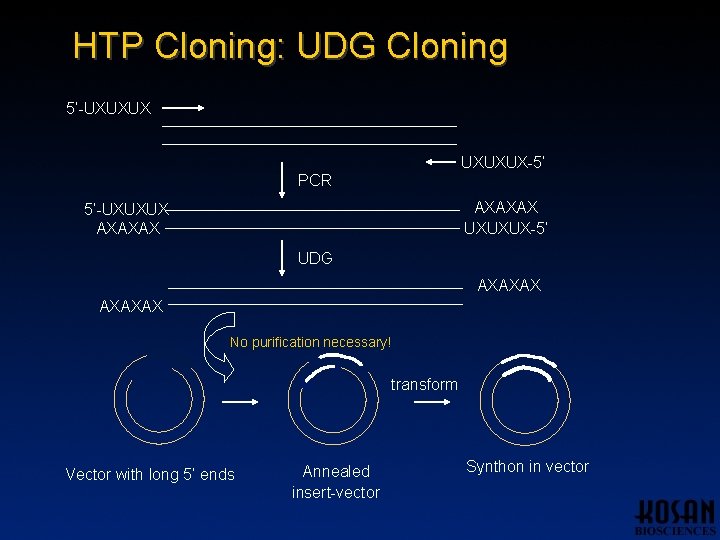 HTP Cloning: UDG Cloning 5’-UXUXUX-5’ PCR AXAXAX UXUXUX-5’ 5’-UXUXUX AXAXAX UDG AXAXAX No purification HTP Cloning: UDG Cloning 5’-UXUXUX-5’ PCR AXAXAX UXUXUX-5’ 5’-UXUXUX AXAXAX UDG AXAXAX No purification