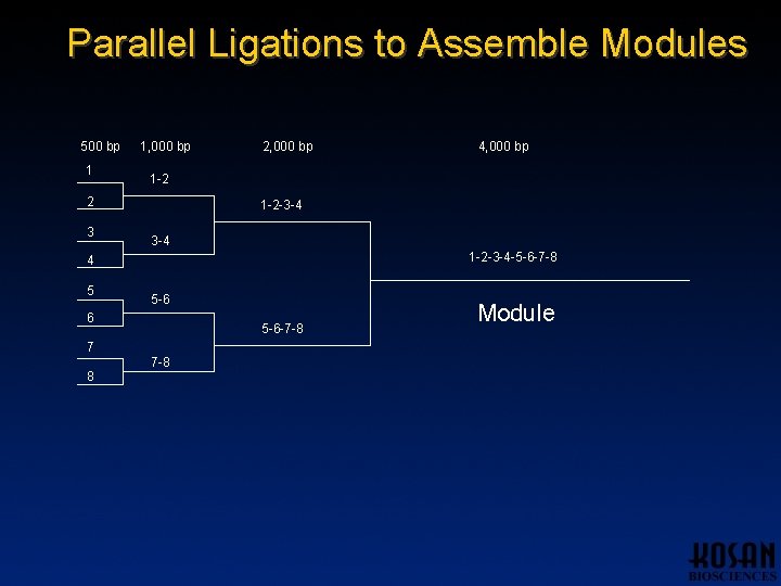 Parallel Ligations to Assemble Modules 500 bp 1 1, 000 bp 1 -2 -3 Parallel Ligations to Assemble Modules 500 bp 1 1, 000 bp 1 -2 -3