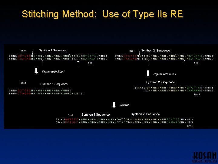 Stitching Method: Use of Type IIs RE Stitching Method: Use of Type IIs RE