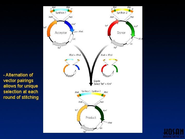 • Alternation of vector pairings allows for unique selection at each round of • Alternation of vector pairings allows for unique selection at each round of
