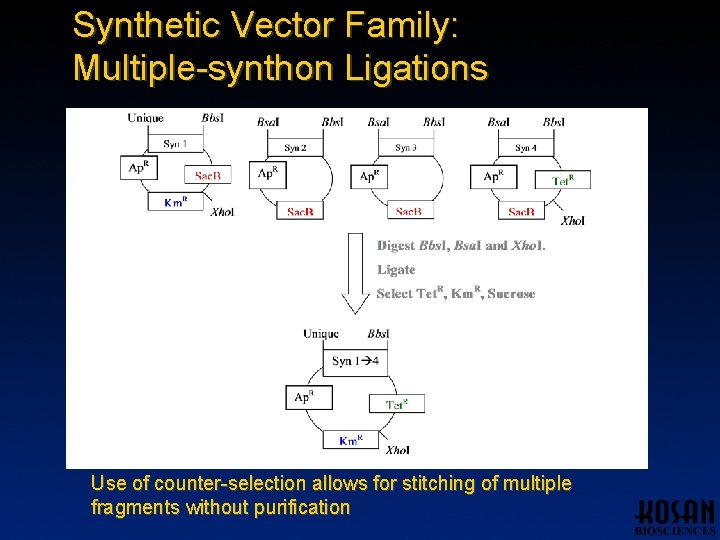 Synthetic Vector Family: Multiple-synthon Ligations Use of counter-selection allows for stitching of multiple fragments Synthetic Vector Family: Multiple-synthon Ligations Use of counter-selection allows for stitching of multiple fragments