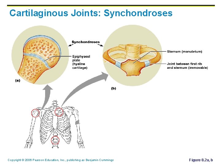 Cartilaginous Joints: Synchondroses Copyright © 2006 Pearson Education, Inc. , publishing as Benjamin Cummings