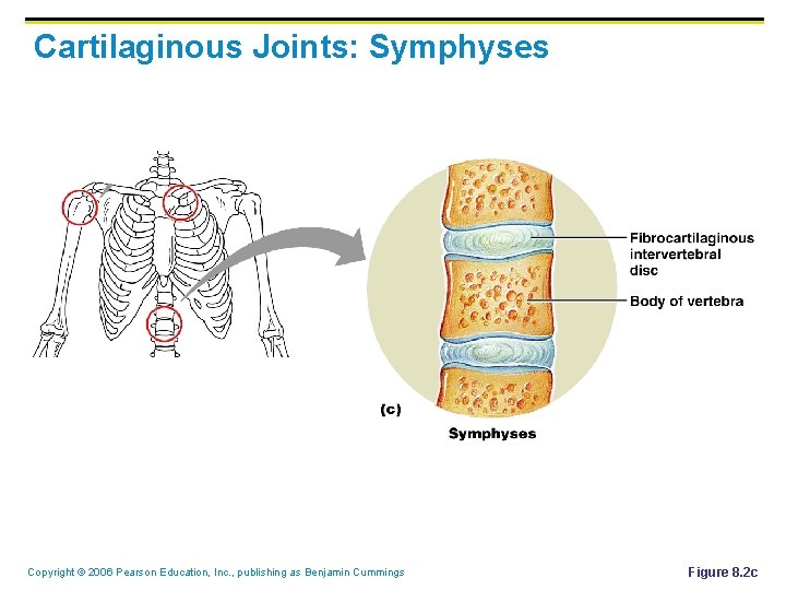 Cartilaginous Joints: Symphyses Copyright © 2006 Pearson Education, Inc. , publishing as Benjamin Cummings