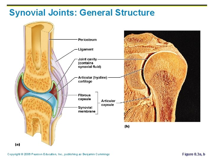 Synovial Joints: General Structure Copyright © 2006 Pearson Education, Inc. , publishing as Benjamin