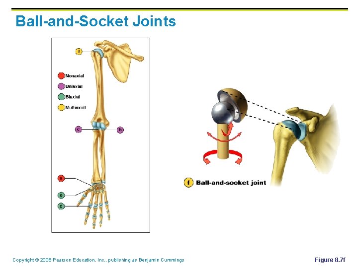 Ball-and-Socket Joints Copyright © 2006 Pearson Education, Inc. , publishing as Benjamin Cummings Figure