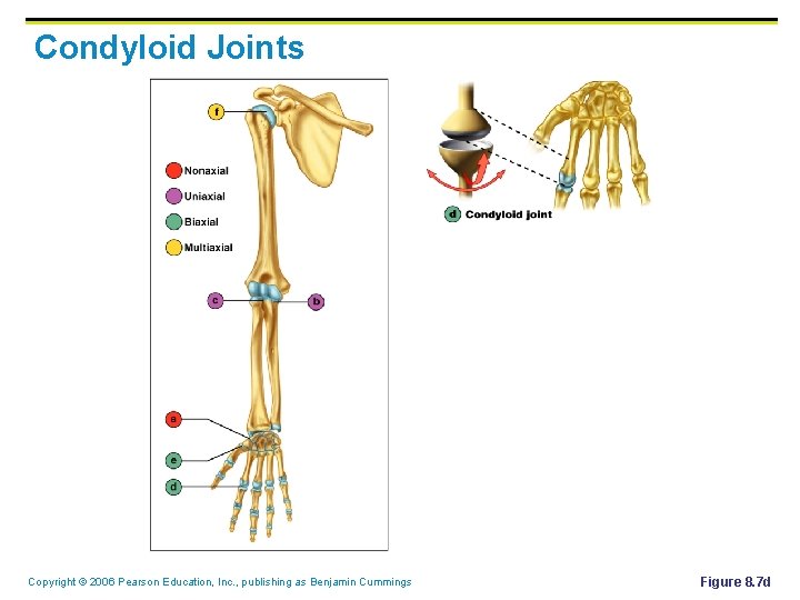Condyloid Joints Copyright © 2006 Pearson Education, Inc. , publishing as Benjamin Cummings Figure
