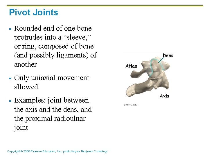 Pivot Joints § § § Rounded end of one bone protrudes into a “sleeve,