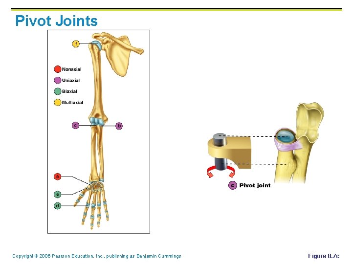 Pivot Joints Copyright © 2006 Pearson Education, Inc. , publishing as Benjamin Cummings Figure