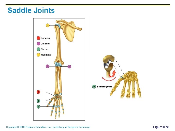 Saddle Joints Copyright © 2006 Pearson Education, Inc. , publishing as Benjamin Cummings Figure