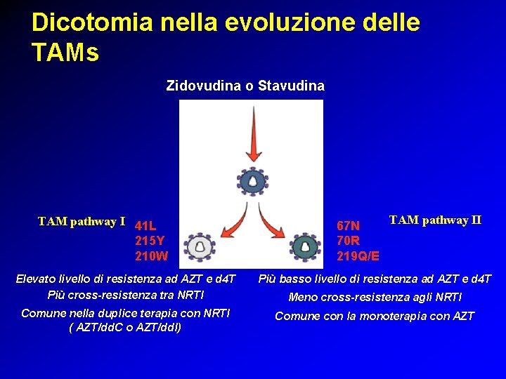 Dicotomia nella evoluzione delle TAMs Zidovudina o Stavudina 215 Y TAM pathway I 41 Dicotomia nella evoluzione delle TAMs Zidovudina o Stavudina 215 Y TAM pathway I 41