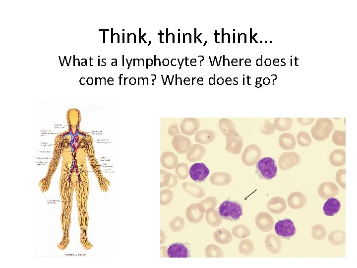 Think, think… What is a lymphocyte? Where does it come from? Where does it