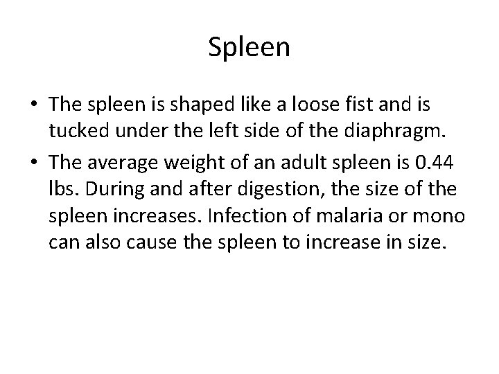 Spleen • The spleen is shaped like a loose fist and is tucked under