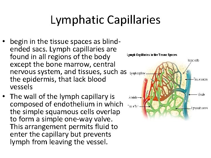 Lymphatic Capillaries • begin in the tissue spaces as blindended sacs. Lymph capillaries are