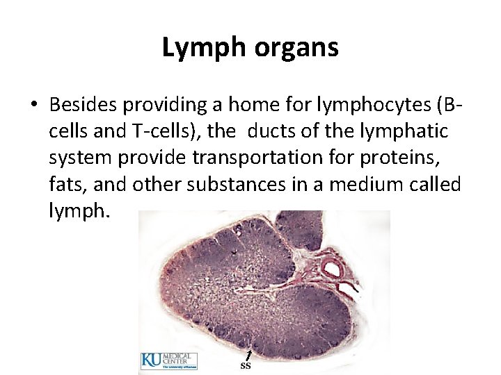 Lymph organs • Besides providing a home for lymphocytes (Bcells and T-cells), the ducts