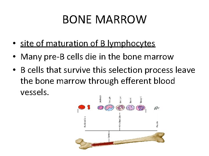 BONE MARROW • site of maturation of B lymphocytes • Many pre-B cells die