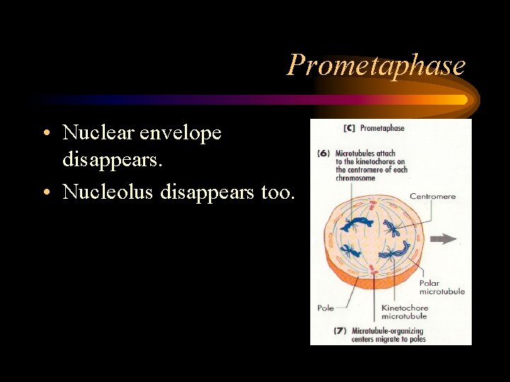 Prometaphase • Nuclear envelope disappears. • Nucleolus disappears too. 