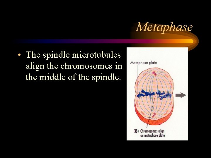Metaphase • The spindle microtubules align the chromosomes in the middle of the spindle.