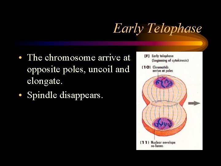 Early Telophase • The chromosome arrive at opposite poles, uncoil and elongate. • Spindle