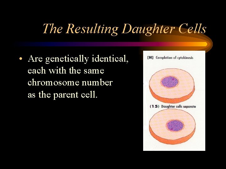 The Resulting Daughter Cells • Are genetically identical, each with the same chromosome number