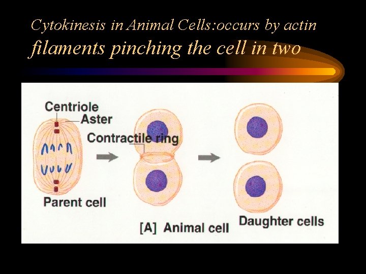 Cytokinesis in Animal Cells: occurs by actin filaments pinching the cell in two 