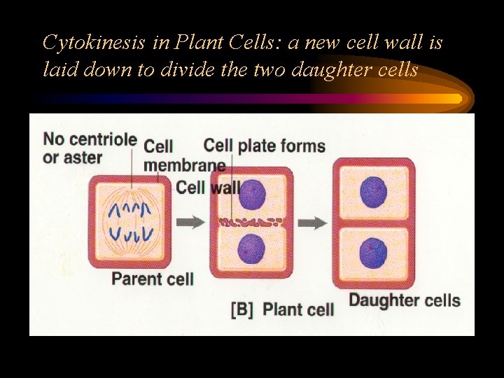 Cytokinesis in Plant Cells: a new cell wall is laid down to divide the
