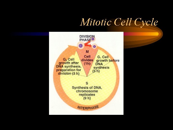 Mitotic Cell Cycle 