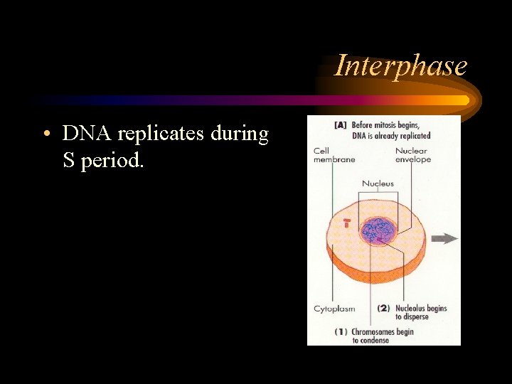 Interphase • DNA replicates during S period. 