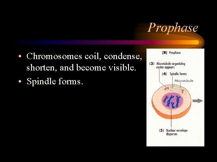 Prophase • Chromosomes coil, condense, shorten, and become visible. • Spindle forms. 