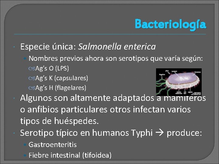 Bacteriología Especie única: Salmonella enterica • Nombres previos ahora son serotipos que varía según: Bacteriología Especie única: Salmonella enterica • Nombres previos ahora son serotipos que varía según: