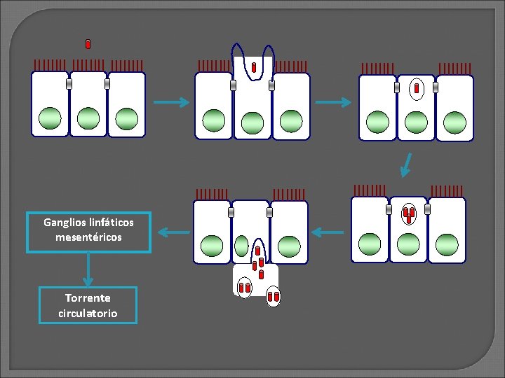 Ganglios linfáticos mesentéricos Torrente circulatorio 