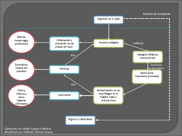 Período de incubación Ingestión de S. typhi Diarrea, hemorragia, perforación Inflamación y ulceración de