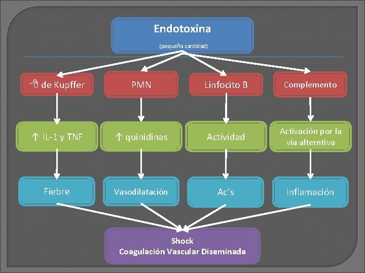 Endotoxina (pequeña cantidad) de Kupffer PMN Linfocito B Complemento ↑ IL-1 y TNF ↑