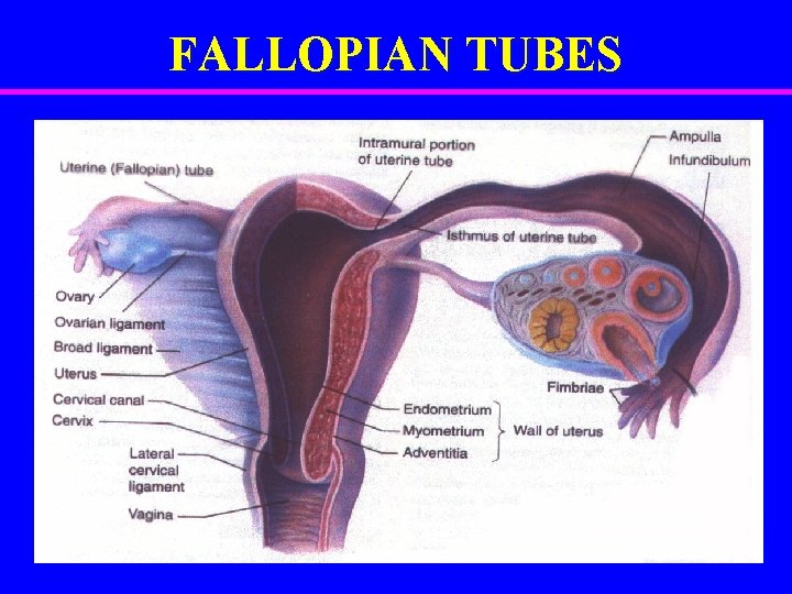 Female Reproductive System Objectives By the end of