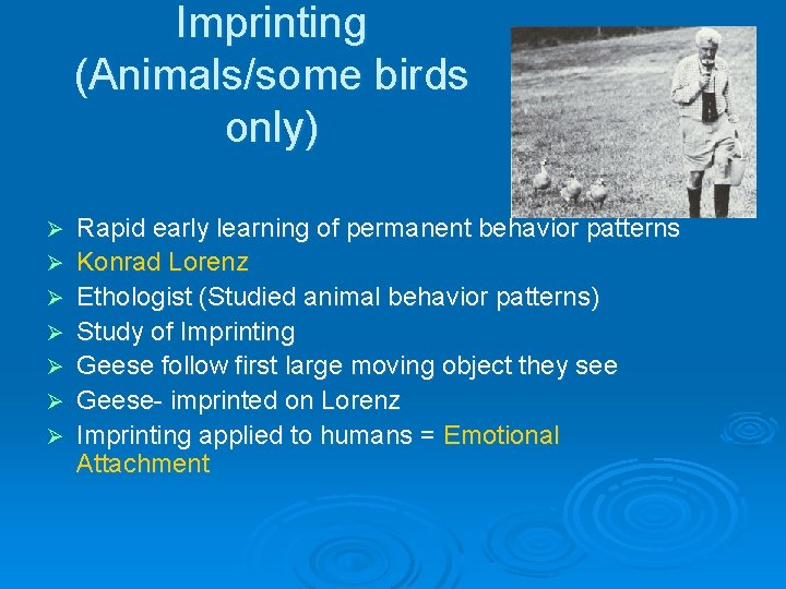 Imprinting (Animals/some birds only) Ø Ø Ø Ø Rapid early learning of permanent behavior