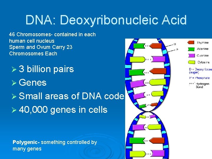 DNA: Deoxyribonucleic Acid 46 Chromosomes- contained in each human cell nucleus Sperm and Ovum