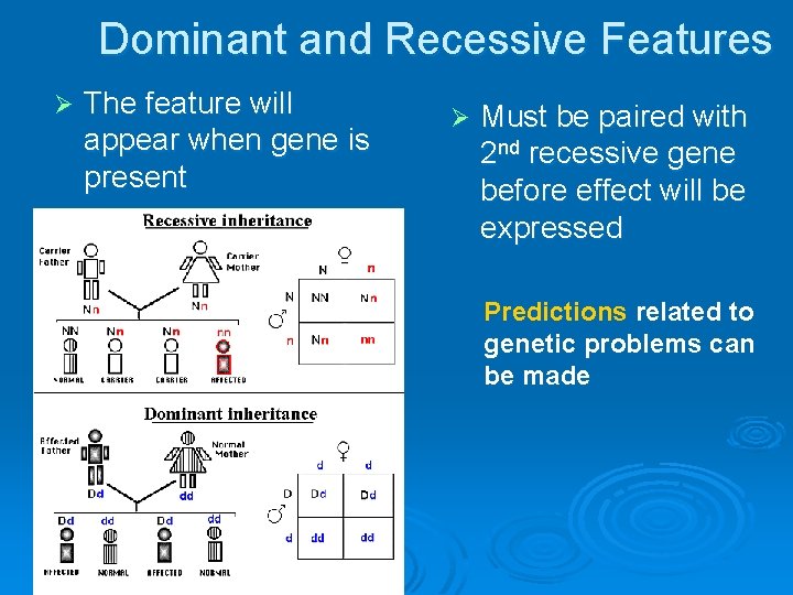 Dominant and Recessive Features Ø The feature will appear when gene is present Ø