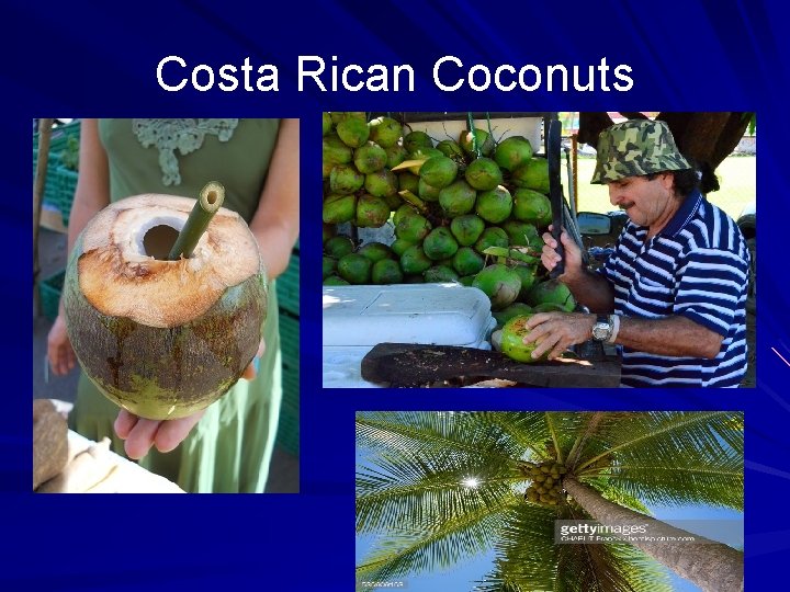 Costa Rican Coconuts SWS 2006 15 