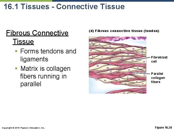 16. 1 Tissues - Connective Tissue Fibrous Connective Tissue § Forms tendons and ligaments