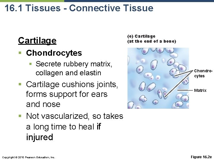 16. 1 Tissues - Connective Tissue Cartilage (e) Cartilage (at the end of a